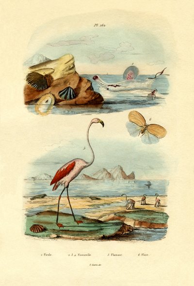 シェル、1833-39 作： French School